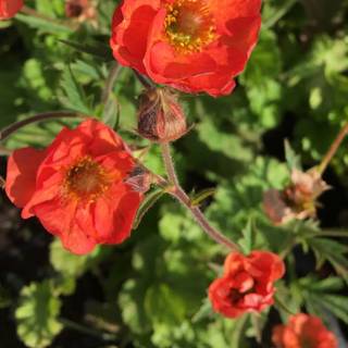 Nellikerod 'Scarlet Tempest'