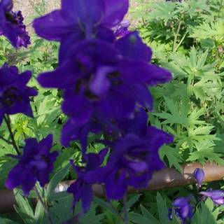 Ridderspore 'Black Knight'