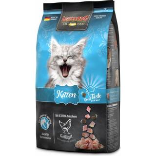 Kitten