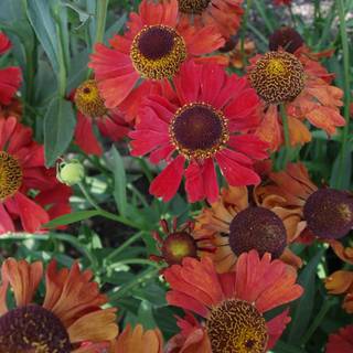 Solbrud 'Moerheim Beauty'
