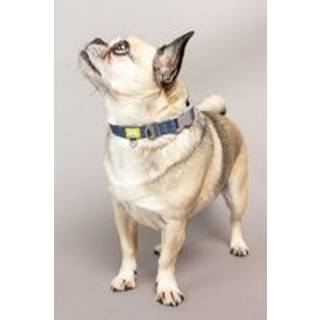 Reflekterende hundehalsbånd, lille størrelse, Blå - Built Pet