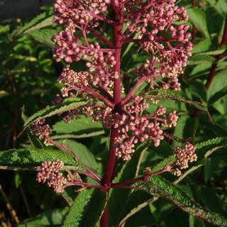 Hjortetrøst 'Atropurpureum'