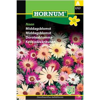 Middagsblomst - Blomsterfrø