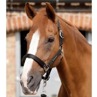 Premier Equine nylongrime med foer - Sort, Full