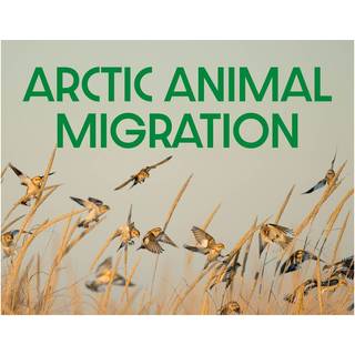 Arctic Animal Migration
