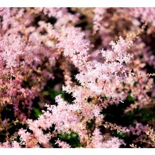 Astilbe 'Sprite'