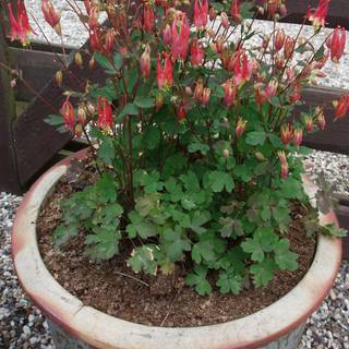 Akeleje 'Little Lanterns'