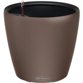 Classico Color LS - Muscat 35 cm