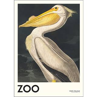 The Zoo Collection, Pelican - 50x70 cm