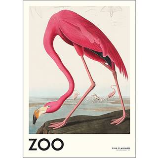 The Zoo Collection, Flamingo - 50x70 cm
