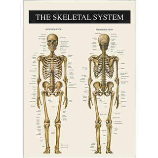 Skelettet 2 - 50x70 cm