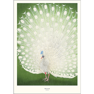 Peacock - 30x40 cm (På lager i varehus)