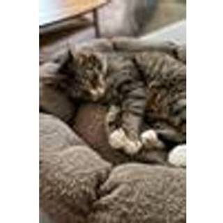 OBI hunde-/katteseng - Brun