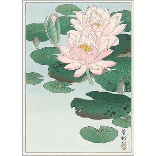 Water lilies, japansk - 50x70 cm