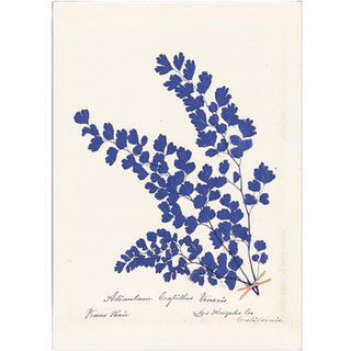 Plakat Botanical Fern III Blue