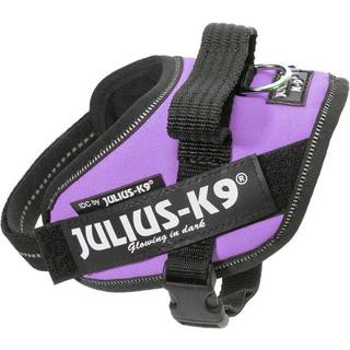 Julius-K9 IDC Sele Lilla - Baby 2