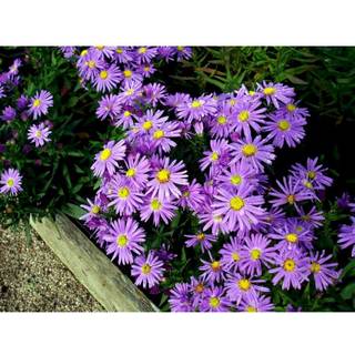 Pudeasters 'Early Blue'