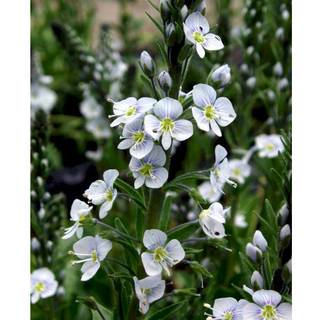 Porcelæns-Ærenspris 'Robusta'