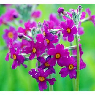 Etageprimula