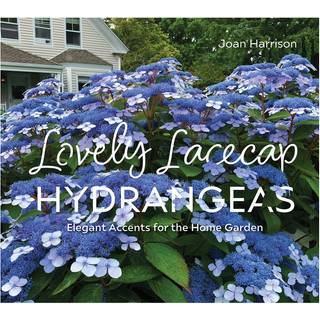 Lovely Lacecap Hydrangeas