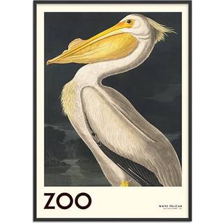 The Zoo Collection Pelican - 70x100 cm