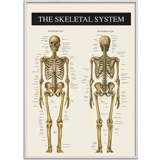 Skelettet 2 - 70x100 cm