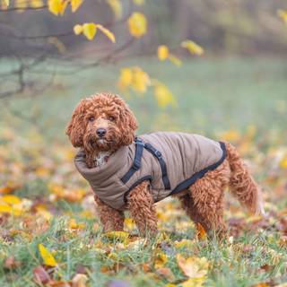 Trixie Pirou vinterjakke med hundesele, Farve: Sand