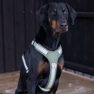 Hundesele Troja traxx® Olivengrøn