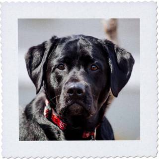 3dRose 16x16 tommer Quilt Square Black Lab Pet Hunde Labrador Retriever Foto
