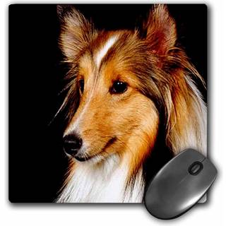 3Drose LLC 8 x 8 x 0,25 tommer Mus Pad Sheltie Shetland Sheepdog (MP_638_1)