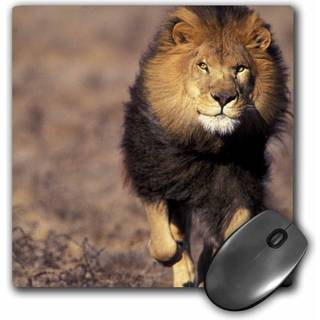 3drose LLC 8 x 8 x 0,25 Afrika Mand African Lion Stuart Westmorland Mouse Pad (MP_84673_1)