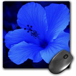 3Drose LLC 8 x 8 x 0,25 tommer Muspude Big Blue Hibiscus (MP_7817_1)