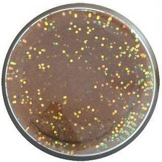 PowerBait EU Pellet Plastic Free Glitter