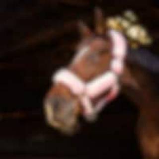 Grime Tribun Fairfield® Rosa