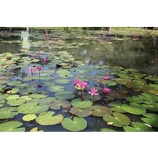 Gardens of Sri Lanka