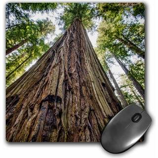 3dRose Roosevelt Grove Humboldt Redwoods State Park California Musem?tte 8"""" x 8"""" (mp_208647_1)