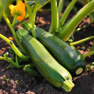 Økologiske Squash frø 'Zucchini' - 6 Økologiske Frø - Grøntsagsfrø