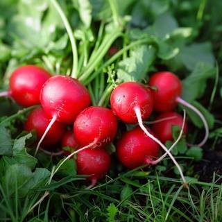 Økologiske Radisefrø 'Cherry Belle' - 60 Økologiske Frø - Grøntsagsfrø