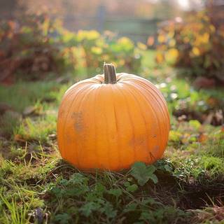 Økologiske Græskar 'Jack O’Lantern' - 5 Økologiske Frø - Grøntsagsfrø
