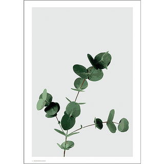 Eucalyptus - 30x40 cm