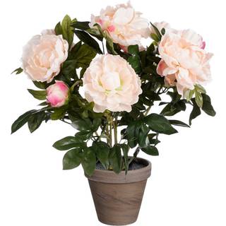 Pæon laksefarvet 50 cm høj