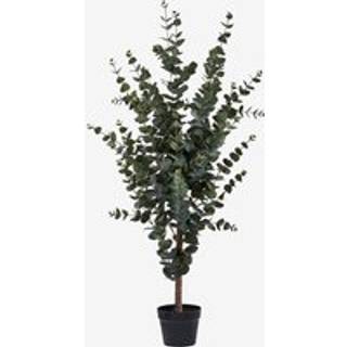 Eukalyptus Træ