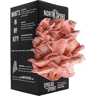 North Spore Organic Pink Oyster Mushroom Spray & Grow Kit (4 lbs) | USDA Certified Organic Non-GMO Begyndervenlig og let at bruge | Voks dine sva