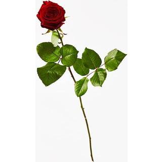 Nedkastningsrose - rød