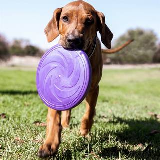 Hundelegetøj Frisbee traxx® Lilla