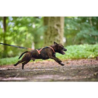 Non-stop Dogwear Rush Harness Black/orange, 1