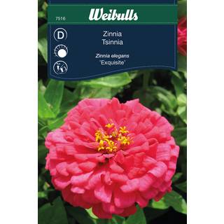 Zinnia frø (Zinnia elegans 'Exquisite')