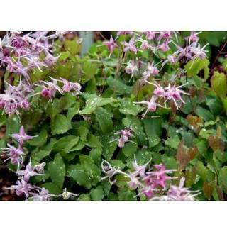 Bispehue 'Lilafee'