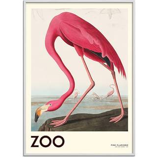 The Zoo Collection Flamingo - 50x70 cm
