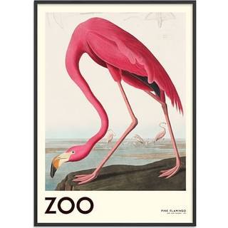 The Zoo Collection Flamingo - 50x70 cm